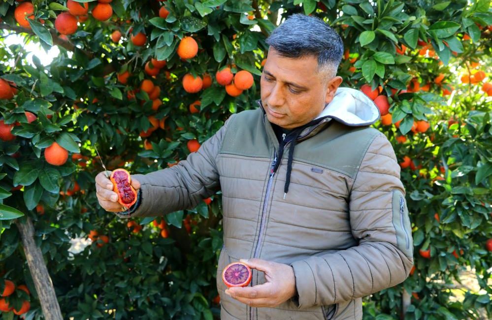 Bu portakaldan kan akıyor Türkiye’nin portakal ihtiyacının önemli bir bölümünü karşılayan Adana’da halk arasında