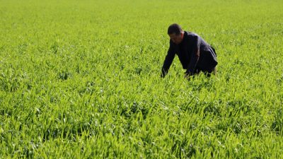 Türkiye’nin en önemli buğday üretim merkezlerinden olan Adana’da bu sene