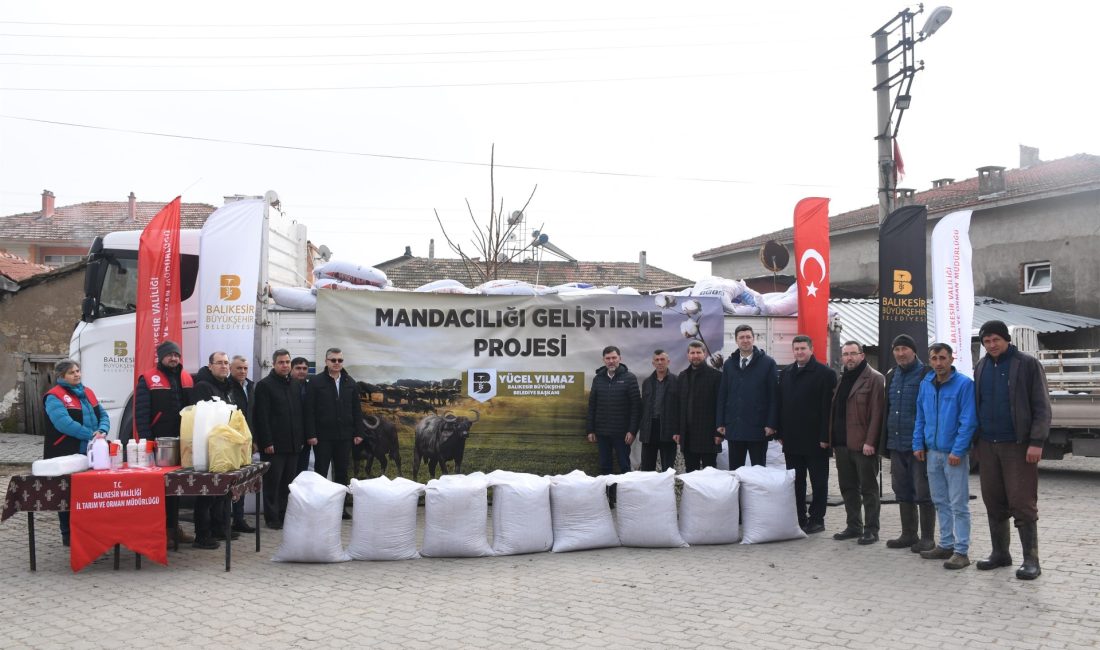 Balıkesir’in 6 bin manda varlığının yüzde 90’ını kapsayan Altıeylül ilçesinde