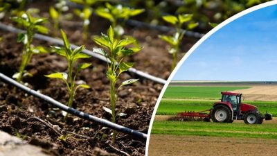 Tarım ve Orman Bakanlığı tarafından Çiftçi Kayıt Sistemi’nde (ÇKS) ürün