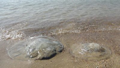 Son birkaç gündür Doğu Akdeniz’i saran denizanaları, Mersin’in Erdemli ve