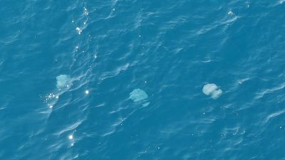 Antalya Körfezi kıyılarında çapı şemsiye büyüklüğü, ağırlığı ise 10 kiloya