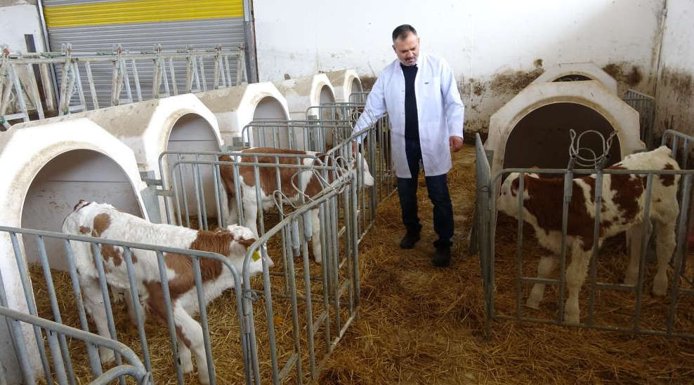 Yozgat’ta devlet desteğiyle büyükbaş hayvan çiftliği kuran serbest veteriner hekim