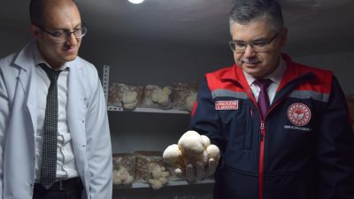 Balıkesir’de kendi imkanlarıyla başladığı aslan yelesi mantarı üretiminde ilk mahsullerini