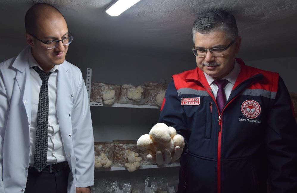 Evin bodrumunda aslan yelesi mantarı üretiyor Balıkesir’de kendi imkanlarıyla başladığı aslan yelesi mantarı üretiminde ilk mahsullerini