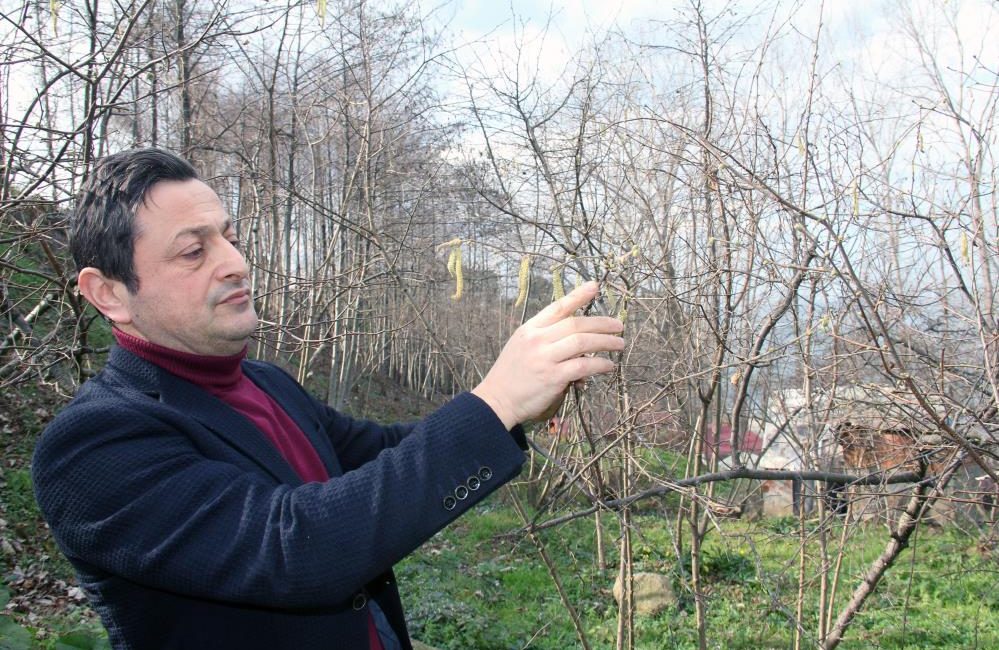 Fındıkta korkutan yıl Kış mevsimi ortasında yaşanan yalancı baharla fındık püsküllerinin açtığı görülürken,