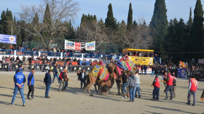 Gömeç’te bu yıl 14.’sü düzenlenen Geleneksel Karaağaç Deve Güreşleri’ne ilgi