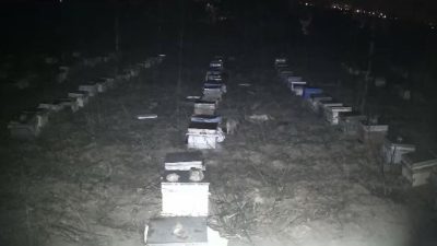 Tokat’ta bir arıcının bahçesine giren çakallar arı kovanlarında bulunan balları