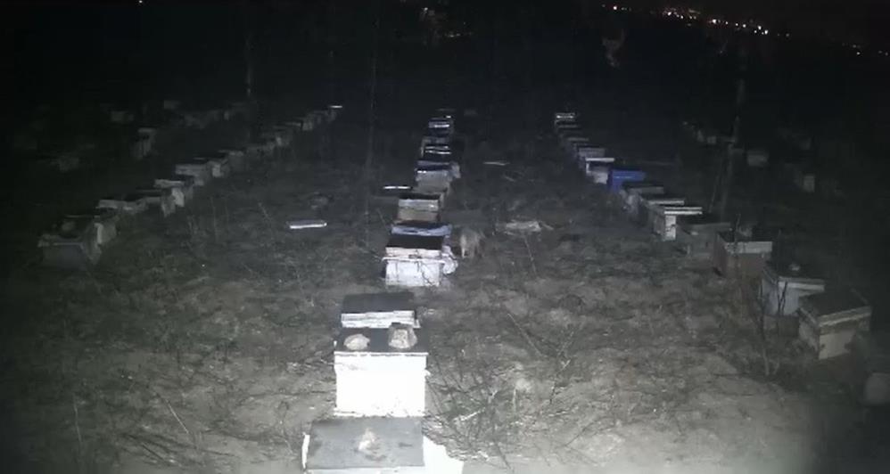 Tokat’ta bir arıcının bahçesine giren çakallar arı kovanlarında bulunan balları