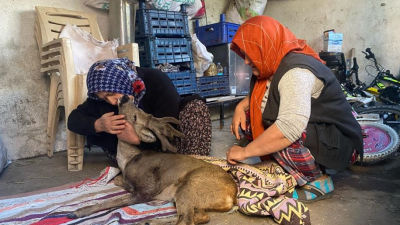 Osmaniye’de köpeklerin saldırısına uğrayarak yaralanan karaca, Gök ailesi tarafından misafir