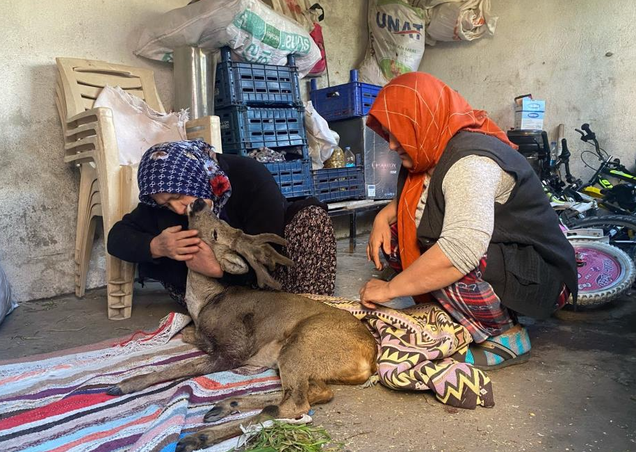 Osmaniye’de köpeklerin saldırısına uğrayarak yaralanan karaca, Gök ailesi tarafından misafir
