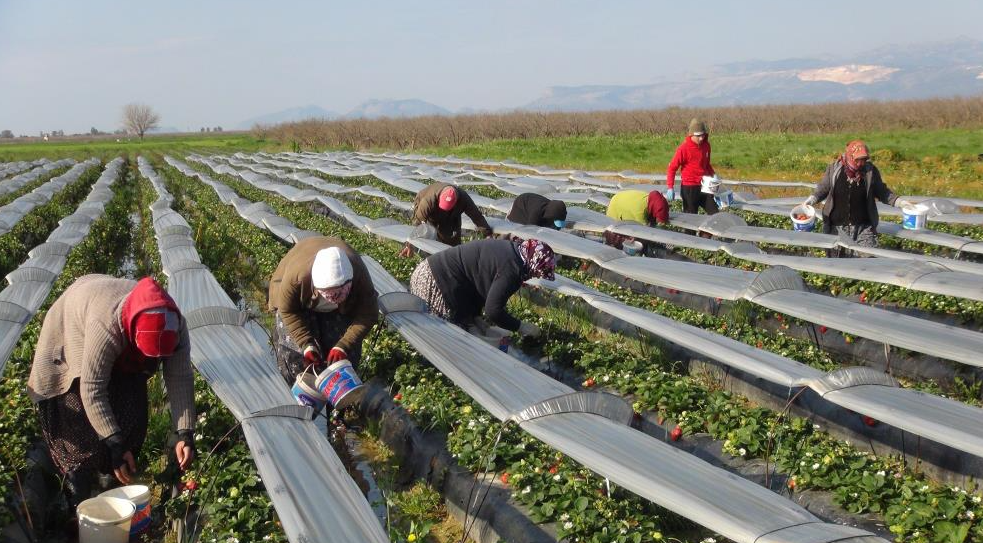 Türkiye’nin önemli çilek üretim merkezlerinden olan Mersin’in Silifke ilçesinde çileğin