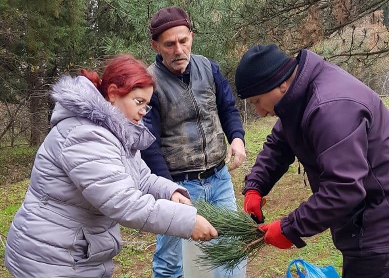 Orman ağaçlarının genetik formasyonu geleceğe taşınıyor Balıkesir OGM, orman ağaçlarının genetik formasyonunun geleceğe aktarılması amacıyla “Karaçam