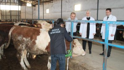 Düzce’de Hayvan hastalık ve zararlıları ile mücadele programı çerçevesinde büyükbaş