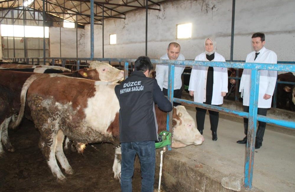 Şap aşılama kampanyası başladı Düzce’de Hayvan hastalık ve zararlıları ile mücadele programı çerçevesinde büyükbaş