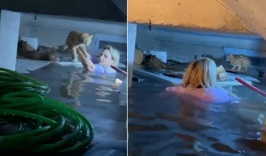 Antalya’da su dolan bodrum katta mahsur kalan bir kediyi AFAD