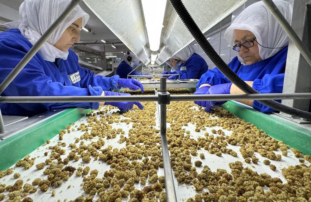Türkiye organik ürün ihracatında 1 milyar dolar sınırını aştı Kuru, taze ve dondurulmuş meyveler ve pamuk başta olmak üzere