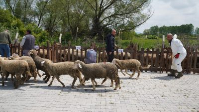 Büyükşehir Belediyesi Erdek’in Tarımına Güçlü Destek VeriyorBalıkesir Büyükşehir Belediyesi, Erdek’in