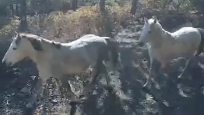 Kütahya’nın Tavşanlı ilçesi Yaylacık ormanında nadir olarak görünen yılkı atları,