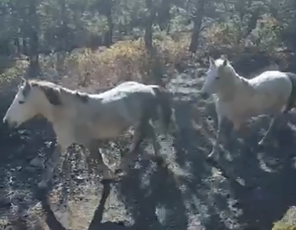 Kütahya’nın Tavşanlı ilçesi Yaylacık ormanında nadir olarak görünen yılkı atları,