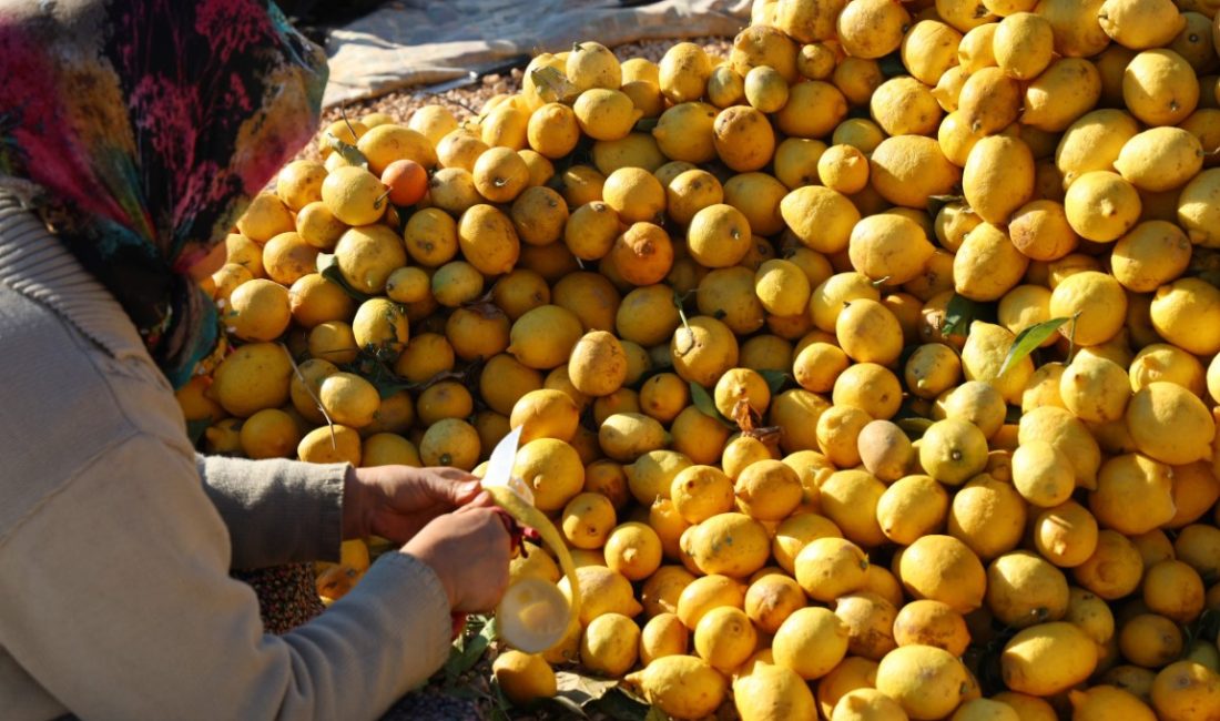 Meyvesi yüz güldürmedi kabuğu altın oldu Adana’nın Kozan ilçesinde bu yıl dalında kalan ve para etmeyen