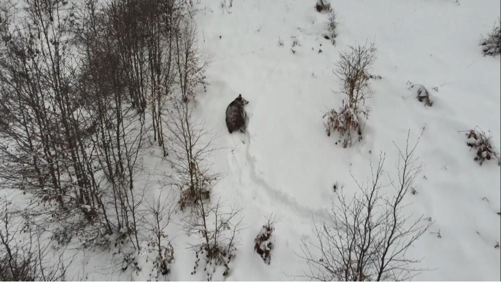 Ordu ve civar illerde bu yıl şubat ayı gelmesine rağmen