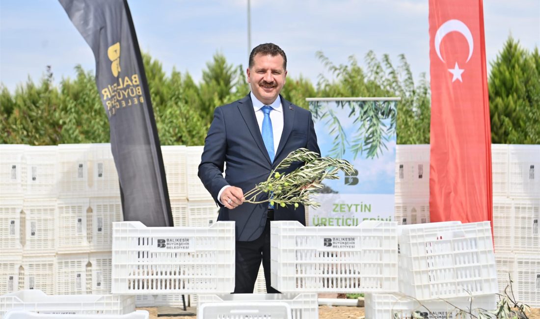 Balıkesir Büyükşehir Belediyesi, zeytin üreticilerine olan desteğini sürdürüyor. Büyükşehir, Edremit’te