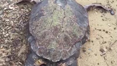 Balıkesir’in Ayvalık ilçesi Sarımsaklı sahilinde yaklaşık 100 yaşında olduğu tahmin