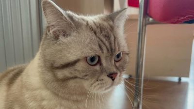 Kedi tırmalaması sonucu ortaya çıkan kedi tırmığı hastalığı hakkında özellikle