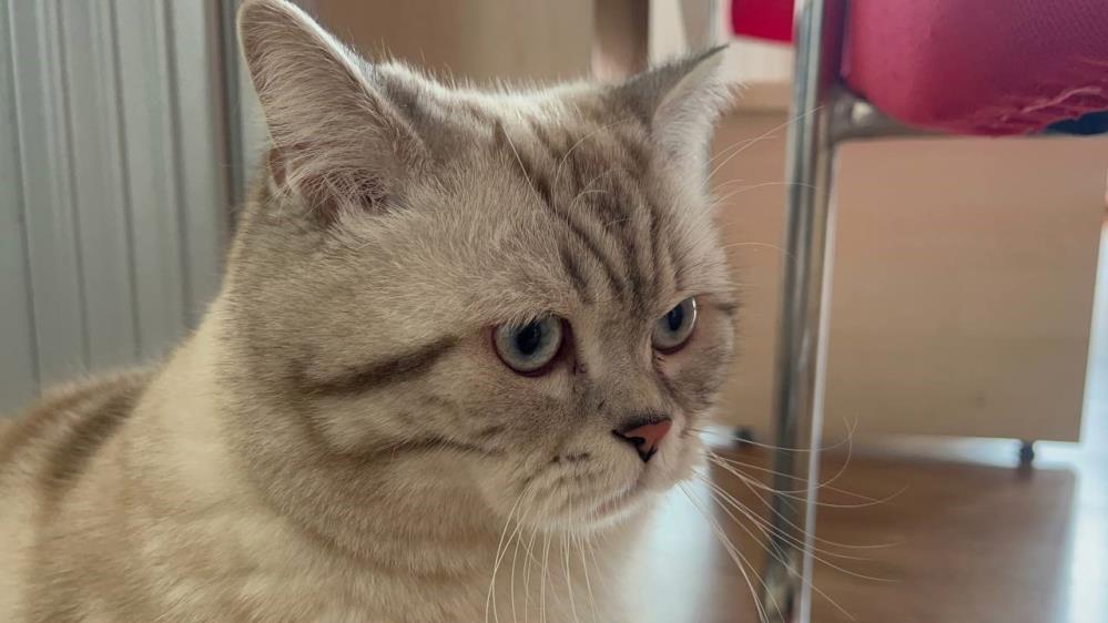 Kedi tırmalaması sonucu ortaya çıkan kedi tırmığı hastalığı hakkında özellikle