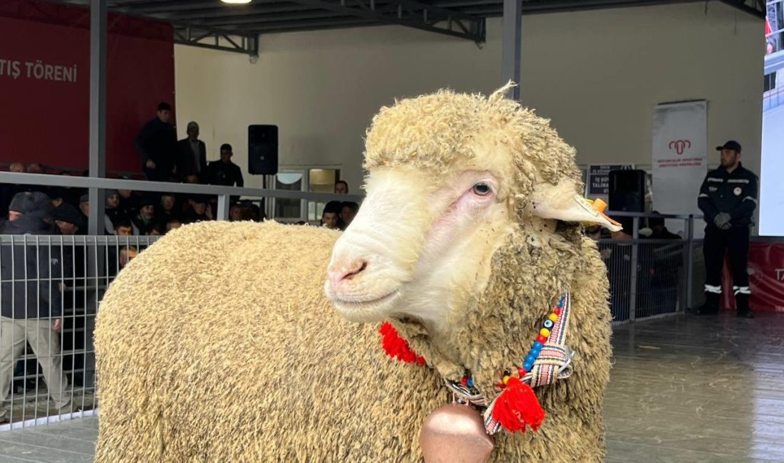 Merinos koçu 150 bin liradan satıldı Koyunculuk Araştırma Enstitüsü’nün her yıl gerçekleştirdiği, Geleneksel Damızlık Koç Satış
