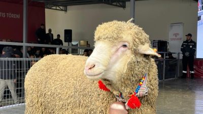 Koyunculuk Araştırma Enstitüsü’nün her yıl gerçekleştirdiği, Geleneksel Damızlık Koç Satış