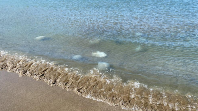 Akdeniz’e kıyısı olan Hatay’ın Samandağ ilçesinde yüzlerce ölü denizanası sahili