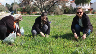 Burhaniye’de, yağmurların ardından havaların da iyi gitmesi üzerine yeşil alanlarda