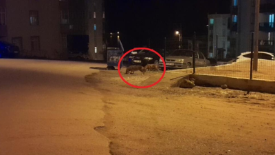 Sinop’ta kent merkezine inen çakallar, cep telefonu kamerasıyla kaydedildi.Adabaşı mevkisindeki