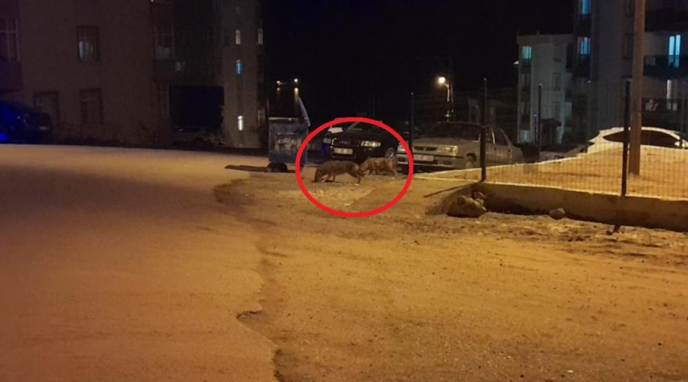 Sinop’ta kent merkezine inen çakallar, cep telefonu kamerasıyla kaydedildi.Adabaşı mevkisindeki