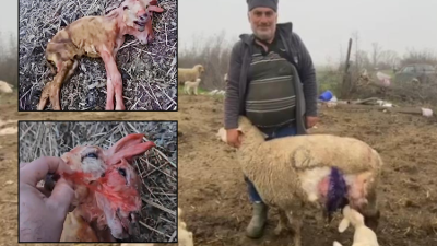 Gönen’de bir koyunun canlı olarak çift kafalı kuzu doğurması, görenleri
