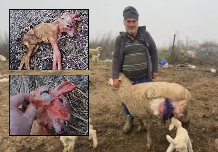 Gönen’de bir koyunun canlı olarak çift kafalı kuzu doğurması, görenleri