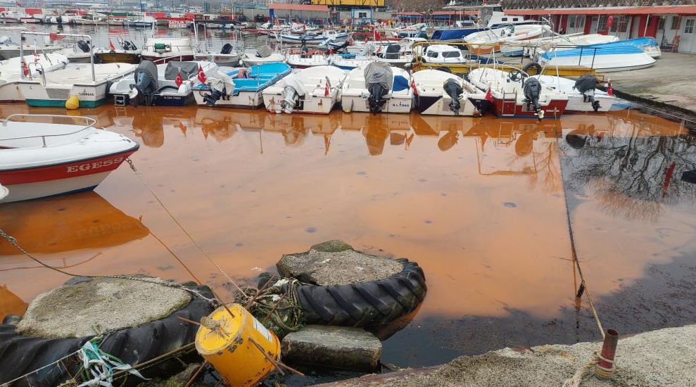 Marmara Denizi’nin Tekirdağ kıyıları plankton çoğalması sonucu son bir haftadır