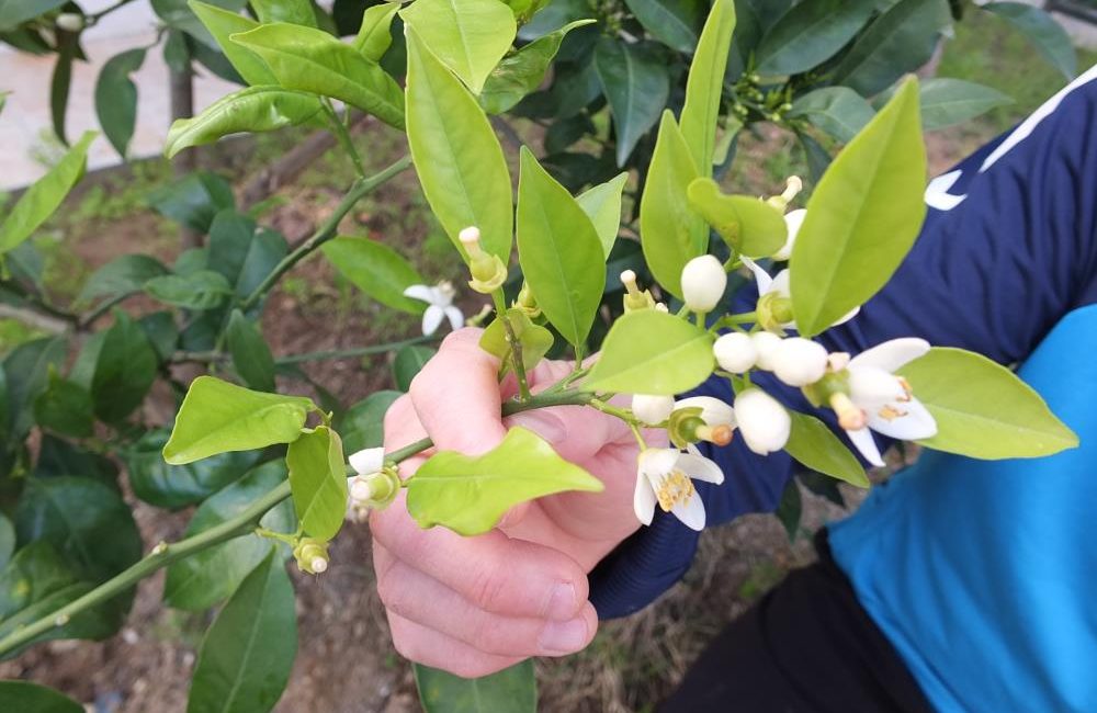  Burhaniye’de, havaların ısınmaya başlaması ile ağaçlar canlanırken, portakal ağaçları da