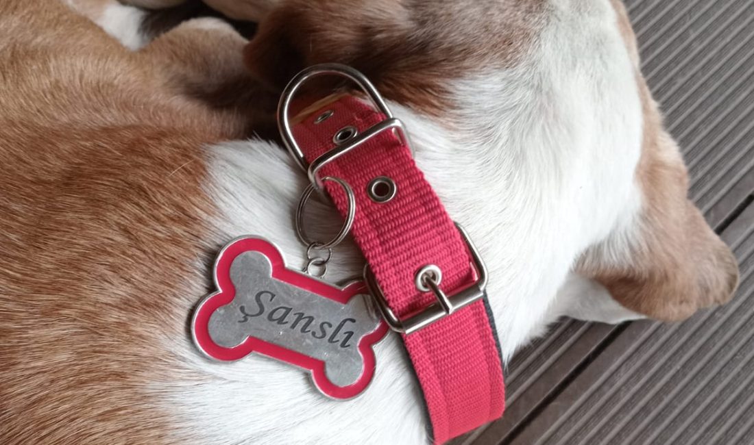 SAHİBİNİN DOĞUM GÜNÜNDE TELEF OLDU ŞANSLI O GÜN “ŞANSLI “DEĞİLDİ! Maaşının çoğunu sokak köpeklerine harcayan