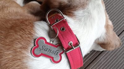 ŞANSLI O GÜN “ŞANSLI “DEĞİLDİ! Maaşının çoğunu sokak köpeklerine harcayan
