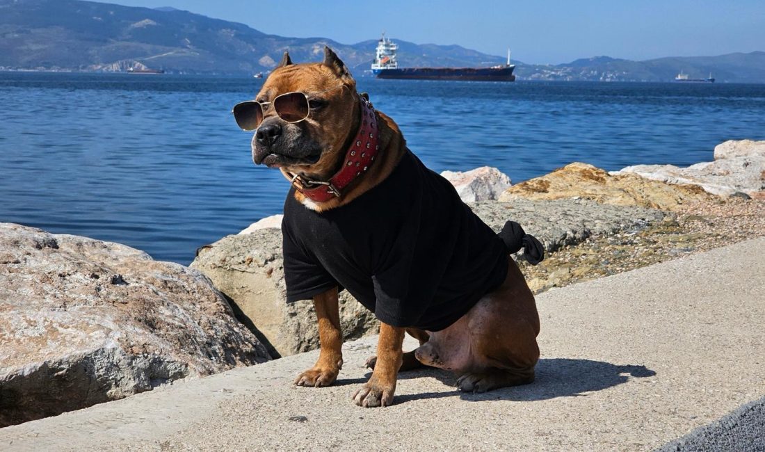 Pitbull Oscar’ın şıklığı göz kamaştırdı Bandırma’da havaların ısınmasıyla birlikte sahillerde renkli görüntülere sahne oldu. Özellikle