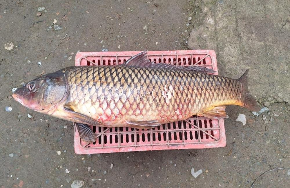  İznik’te 10 yılın ardından ilk defa 25 kiloluk sarı balık
