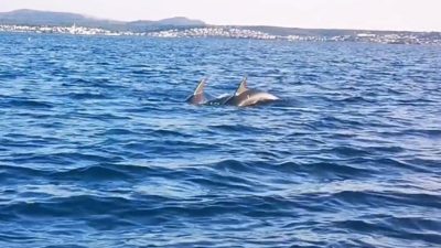 Ayvalık’ta, tekne turuna çıkan Birlik Ortopedik Engelliler Derneği (BOED) Genel