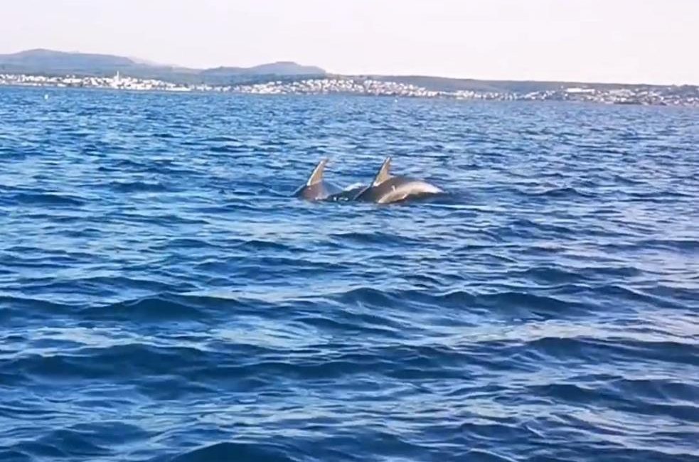 Ayvalık’ta, tekne turuna çıkan Birlik Ortopedik Engelliler Derneği (BOED) Genel
