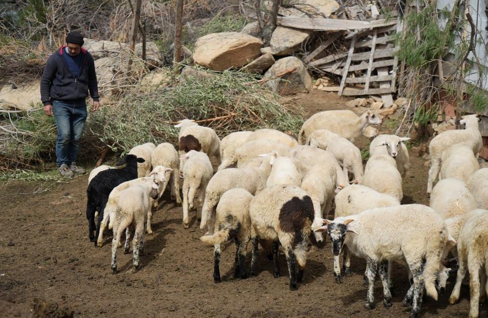 Burhaniye’de ileri tarihli EFT işlemi yaparak vatandaşlardan koyun satın alan