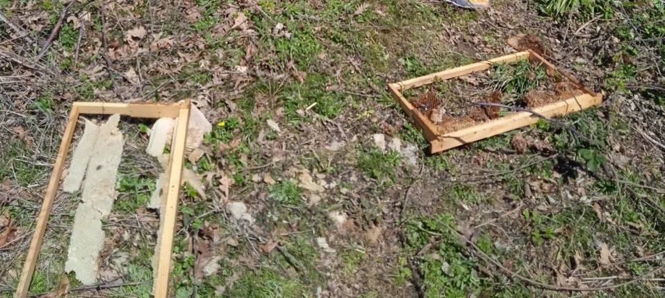 Gönen’de Kocapınar kırsal mahallesinde merada bulunan arı kovanlarına, ayılar tarafından