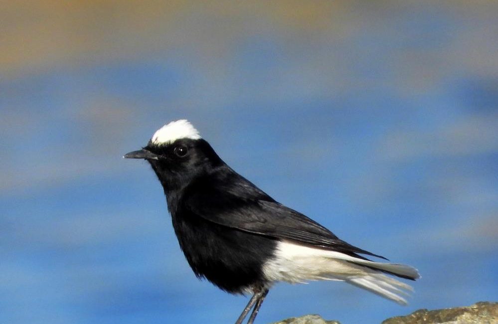 Arap ülkelerinde sıklıkla görülen ve daha önce ülkemizde görülmesine rağmen
