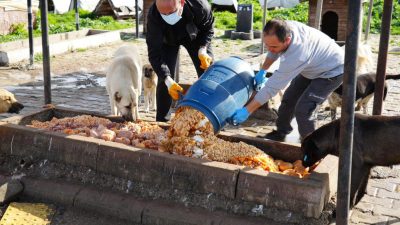 Edremit Belediyesi sokak köpekleri besleme noktasında mamaların çalındığını fark eden